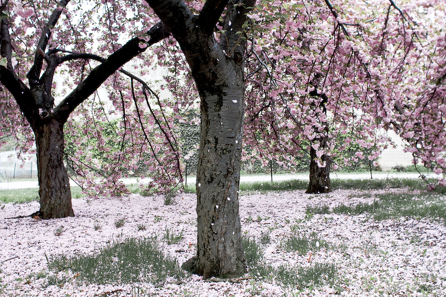 webassets/cherryblossomtree1.jpg